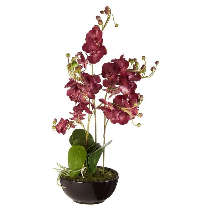 Fiori Purple Orchid Plant
