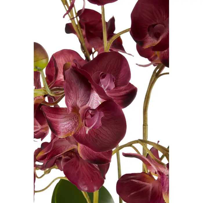 Fiori Purple Orchid Plant