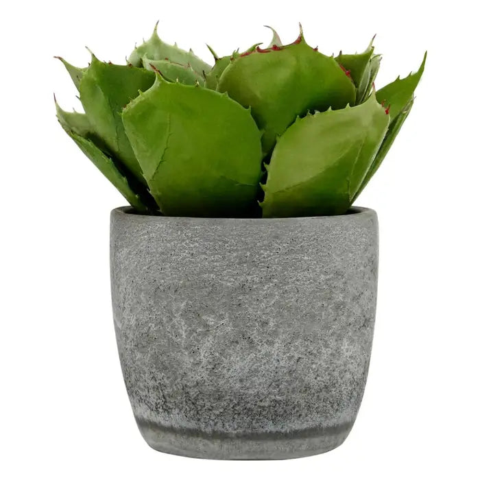 Artificial Fiori Large Succulent with Cement Pot