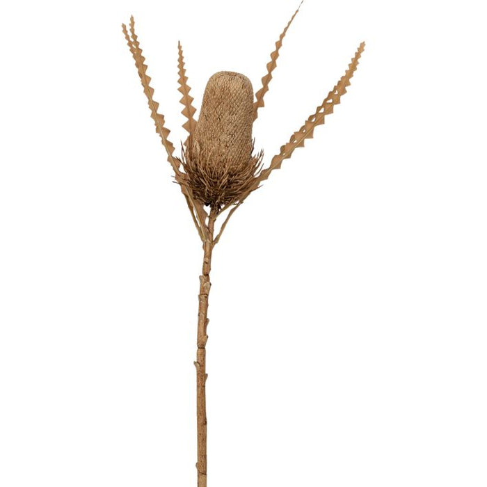 Artificial Dry Look Banksia Stem