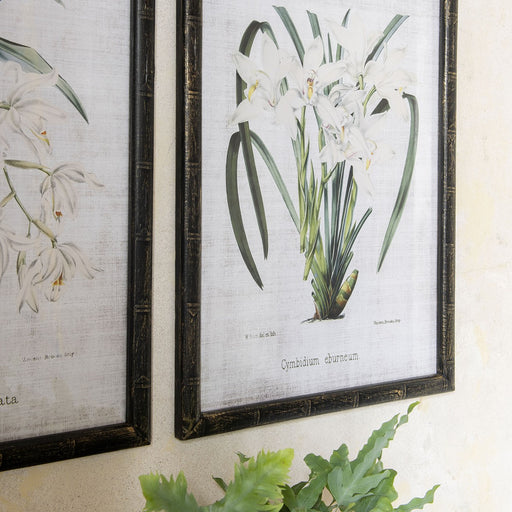 Albion Wall Art, Black Fir Wood, Set Of 2,  White, Orchid 