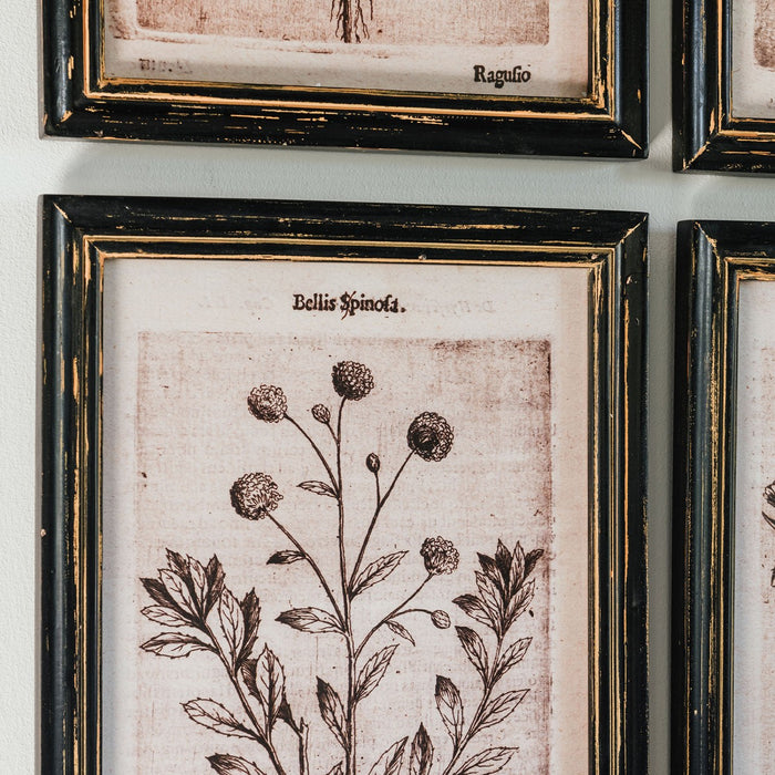 Albion Wall Art, Botanical, Black Fir Wood, White, Paper, Set Of 6