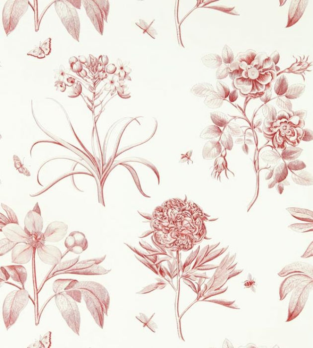 Etchings & Roses Wallpaper by Sanderson