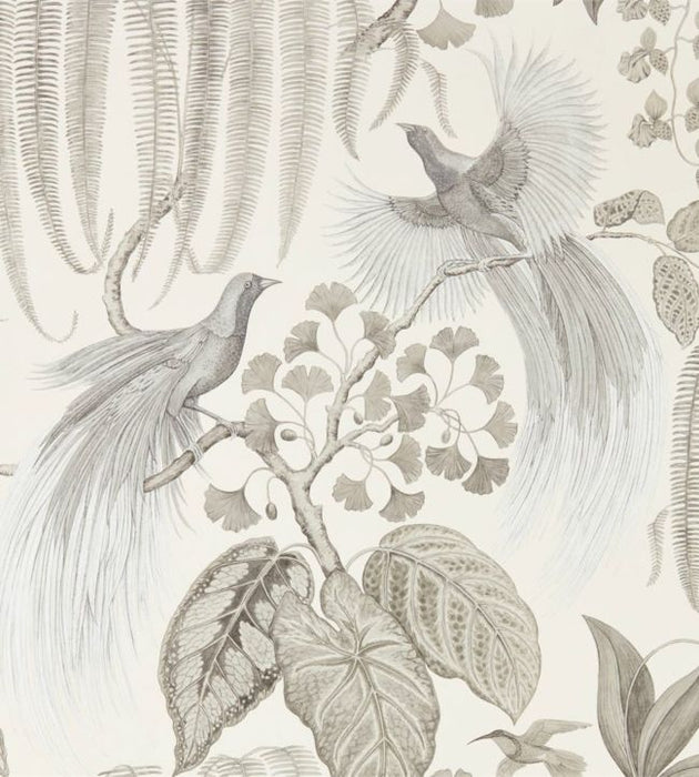 Bird Of Paradise Wallpaper by Sanderson