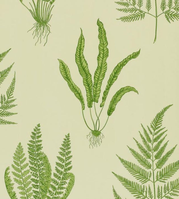 Woodland Ferns Wallpaper by Sanderson