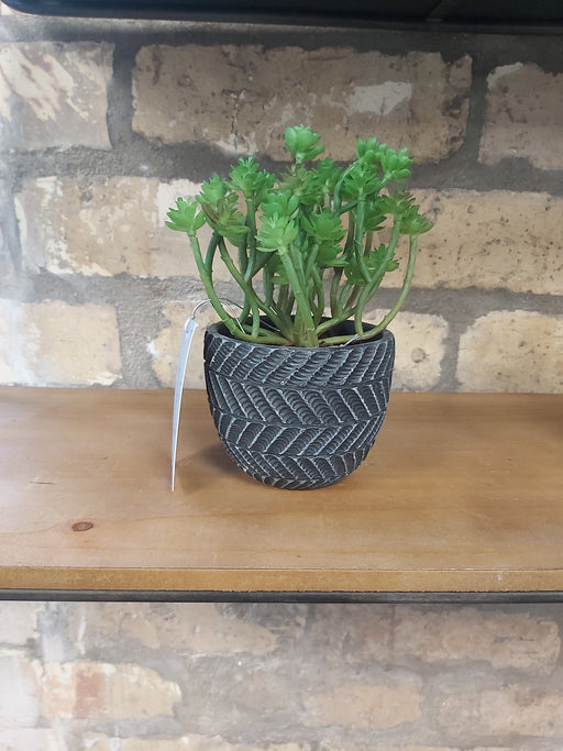 Succulent in Charcoal Grey Pot, Natural Green Stems - Decor Interiors -  House & Home