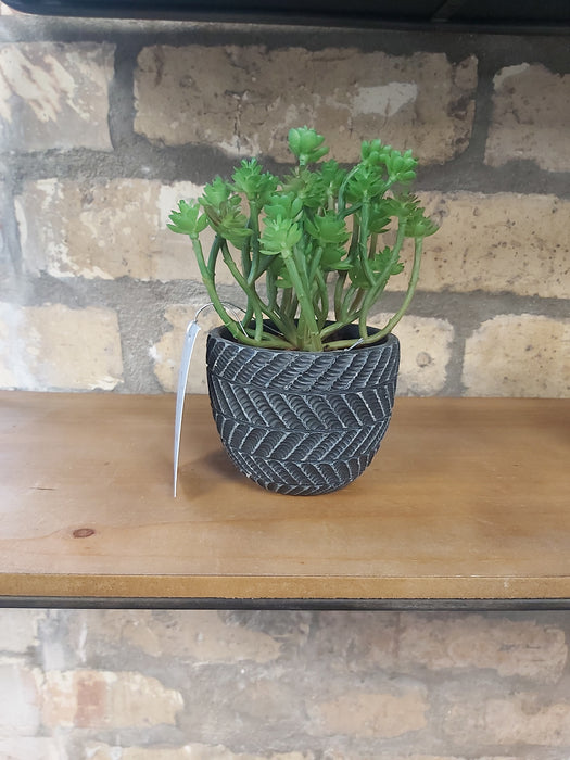 Succulent in Charcoal Grey Pot, Natural Green Stems - Decor Interiors -  House & Home