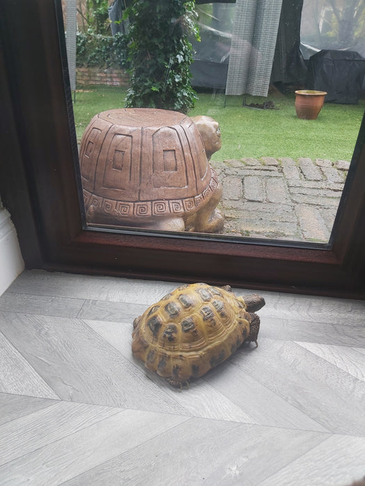 Turtle Stool - Indoor/Outdoor