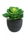 Succulent in Charcoal Grey Pot, Natural Green - Decor Interiors -  House & Home