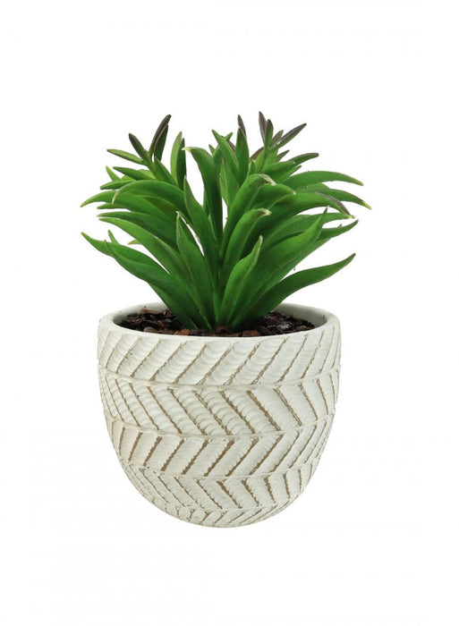 Succulent in White Pot, Natural Green - Decor Interiors -  House & Home