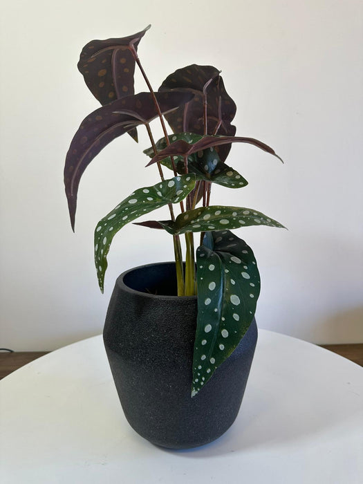 Granito Black Cement Plant Pot - 18cm