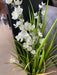 Artificial Grass With White Flowers - Decor Interiors -  House & Home