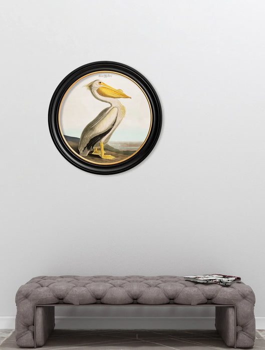 Round Framed Wildlife Wall Art - Vintage Pelican - 96 cm