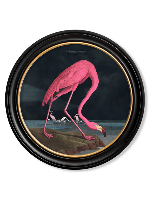 Round Framed Wildlife Wall Art - American Pink Flamingo - 44 cm