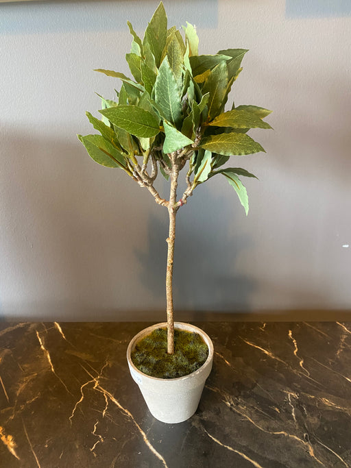 Faux Bay Leaf Plant in a Grey Pot - Decor Interiors -  House & Home