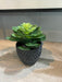 Succulent in Charcoal Grey Pot, Natural Green - Decor Interiors -  House & Home